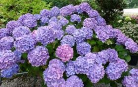 ГОРТЕНЗИЯ КРУПН РЕНАТА ШТАЙНИГЕР