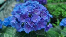 ГОРТЕНЗИЯ КРУПН ФЭ БЛУ