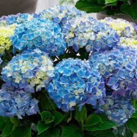 ГОРТЕНЗИЯ КРУПН БЛЮ БАЛЛАД