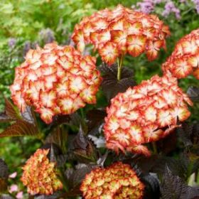 ГОРТЕНЗИЯ КРУПН БЛЭК ДАЙМОНД ЛАЙТ МАЙ ФАЕР