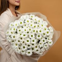 Хризантема (сорт Бакарди) 15 шт