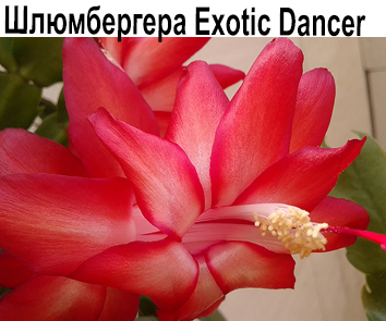 Шлюмбергера Exotic Dancer