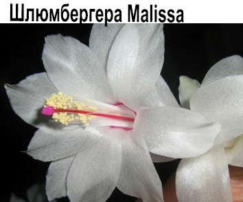 Шлюмбергера Malissa  НОВИНКА КАТАЛОГА!