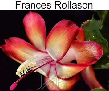 Шлюмбергера Rollason  НОВИНКА КАТАЛОГА!