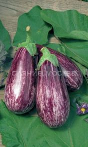 Баклажан Египетская сила (Уральский Дачник)