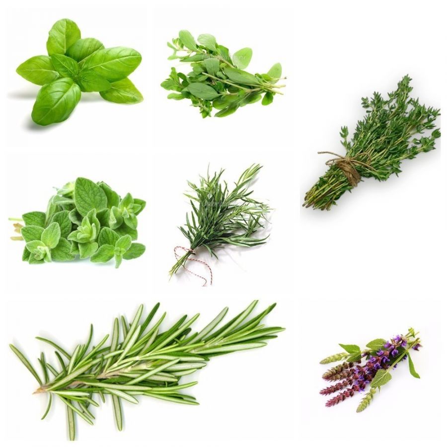 Пряные культуры №1