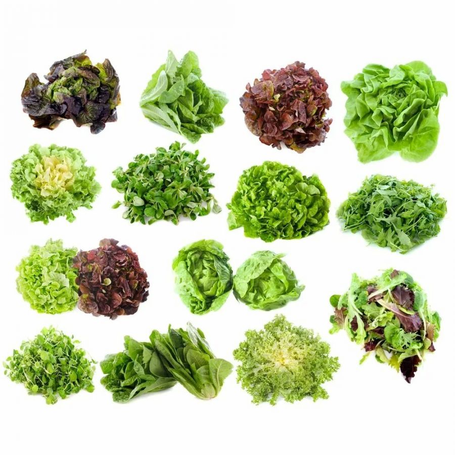 Зелёные культуры №1