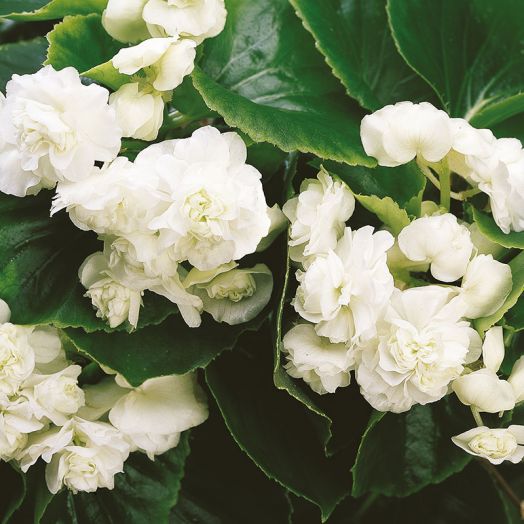 Бегония вечноцветущая махровая (Begonia semperflorens double) Queen White F1, 25 драже