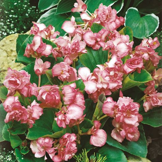 Бегония вечноцветущая махровая (Begonia semperflorens double) Queen Pink F1, 25 драже