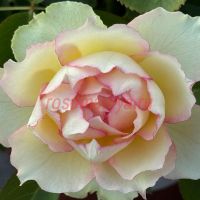 Бидермайер (Biedermeier)