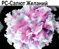 РС-Салют Желаний