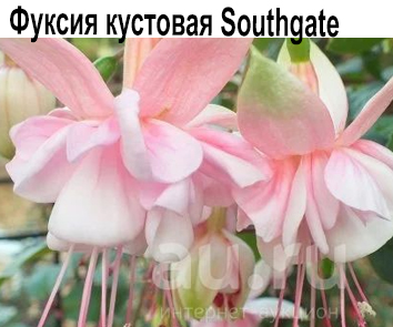 Фуксия Southgate амп