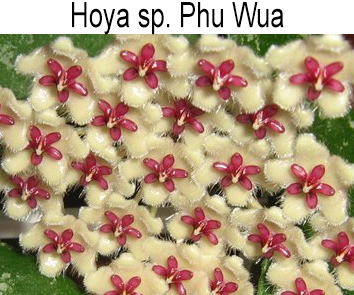 Хойя sp. Phu Wua  НОВИНКА КАТАЛОГА!