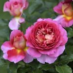 Эсприт де Пари (Esprit de Paris)