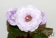 ЕН-Сиреневый Блюз (сел.Е.Николаева) Новинка 2024!