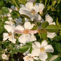 Айс Дэнс (Ice Dance)