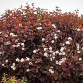 Пузыреплодник Diabolo