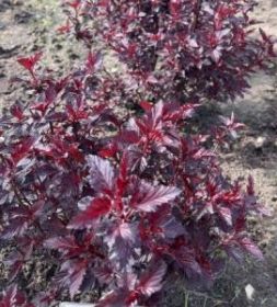 Пузыреплодник Purple Horizon