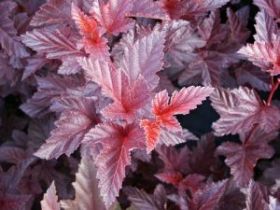 Пузыреплодник Shuh