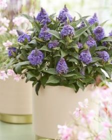 Буддлея Давида Little Rockstars Blue