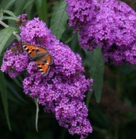 Буддлея Давида Peacock