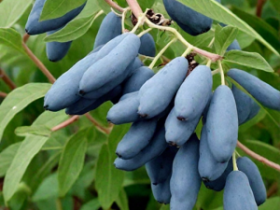 Жимолость Восторг