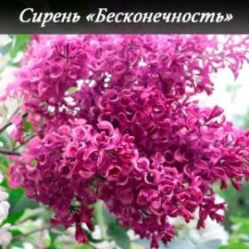 Сирень Бесконечность