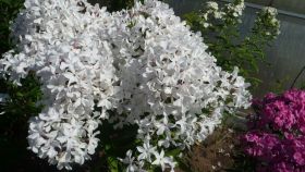 Флокс метельчатый Царевна Лебедь