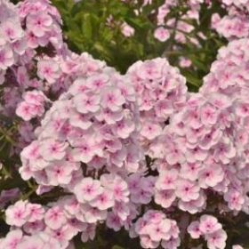 Флокс метельчатый Волшебная флейта