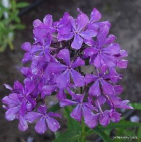 Флокс метельчатый Талисман