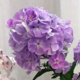 Флокс метельчатый София