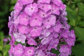 Флокс метельчатый Серебряный