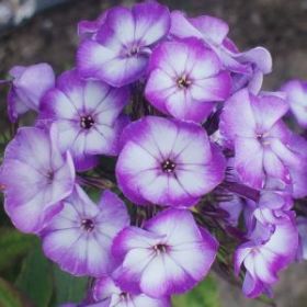 Флокс метельчатый Дыхание Арктики