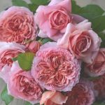 Мулен де ла Галетт (Moulin de la Galette)