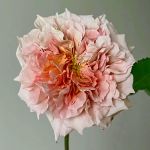 Ле Саблиер (Le Sablier)