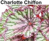 Charlotte Chiffon