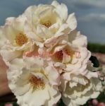 Кристаллин (Crystalline)