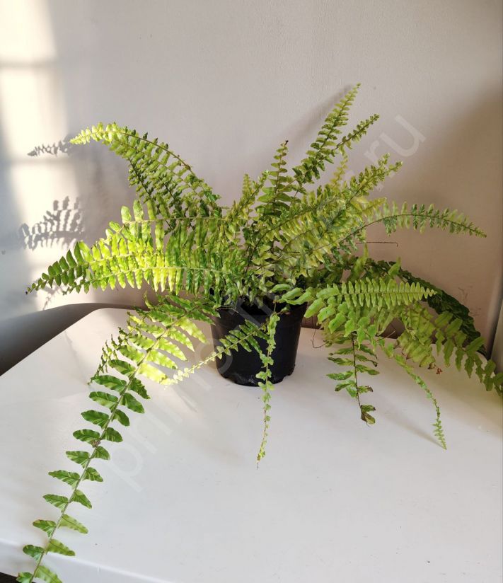 Нефролепис Тайгер Вариегатный (Tiger Fern)