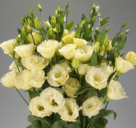 Эустома(Лизиантус) махровая (Eustoma grandiflorum) Advantage Yellow, 50 драже