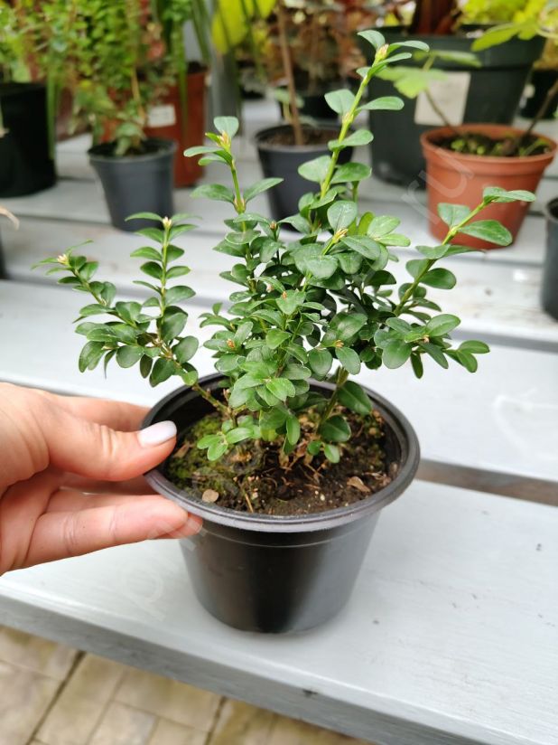 Самшит мелколистный китайский