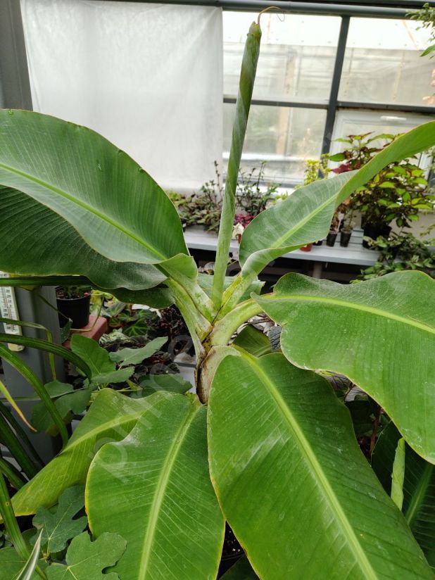 Банан Кавендиш (карликовый)