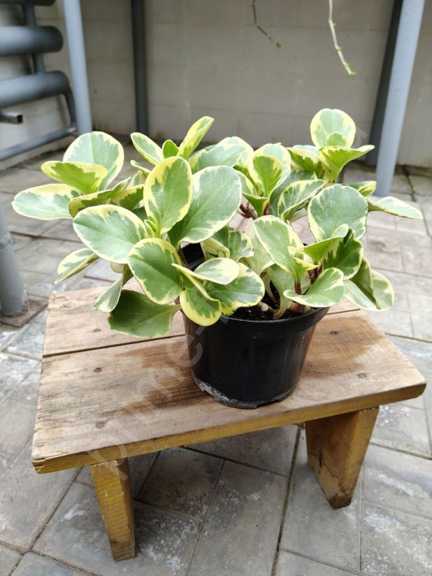 Пеперомия Обтипан Биколор