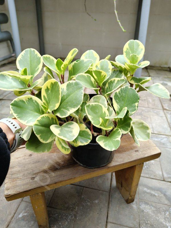 Пеперомия Обтипан Биколор