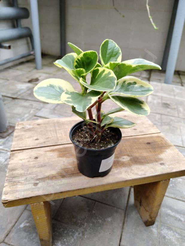 Пеперомия Обтипан Биколор Пеперомия Обтипан Биколор