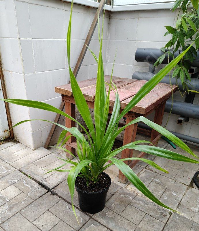 Панданус "Pandanus"