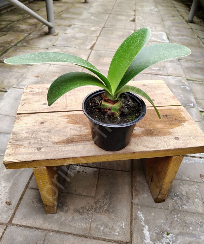 Гемантус белоцветковый (Олений язык)