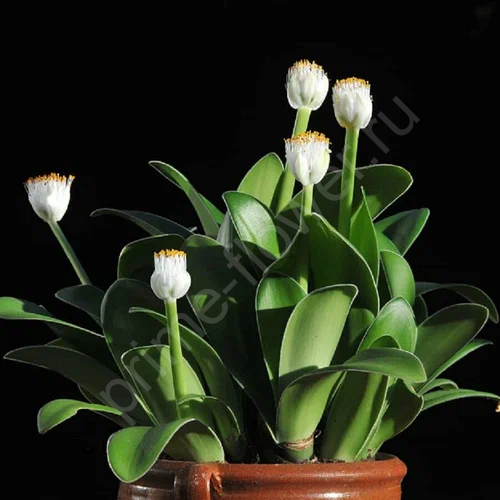 Гемантус белоцветковый (Олений язык)