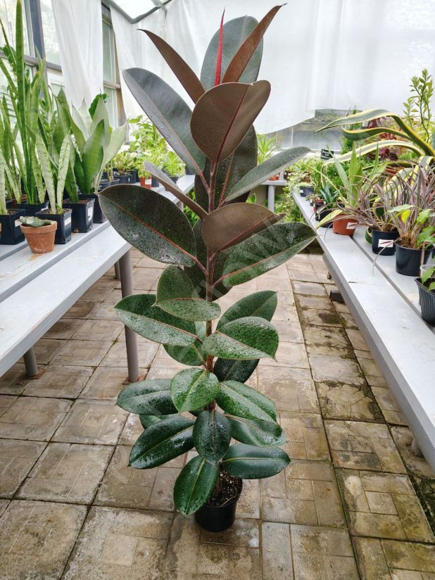 Фикус Эластика Абиджан