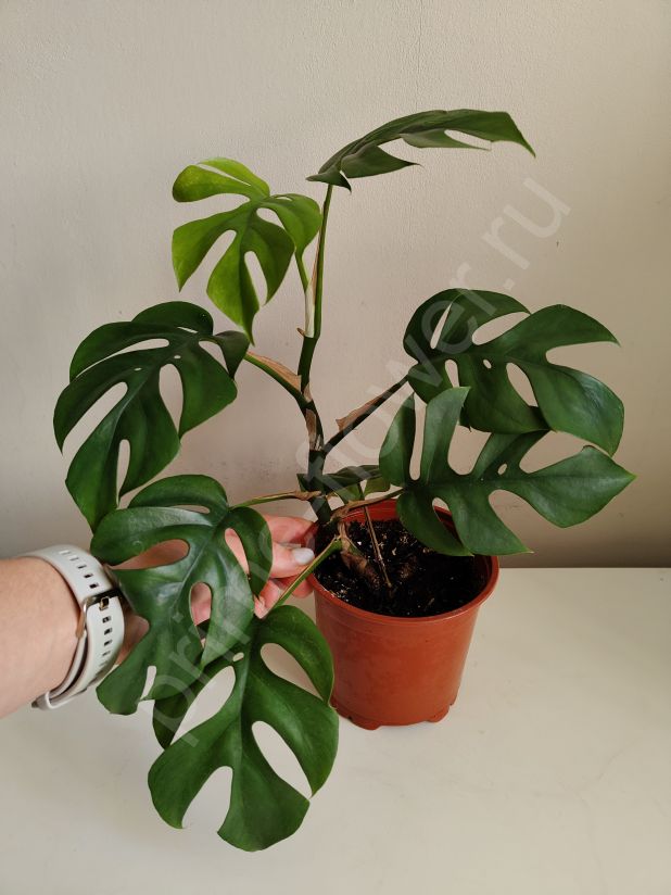 Монстера Минима