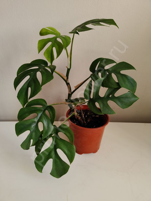 Монстера Минима